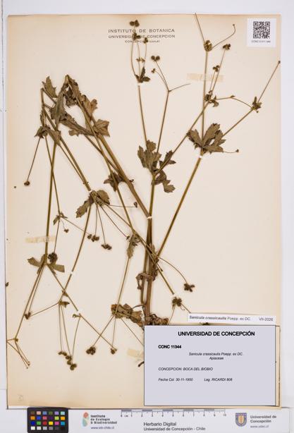 Sanicula crassicaulis [Espécimen: ]