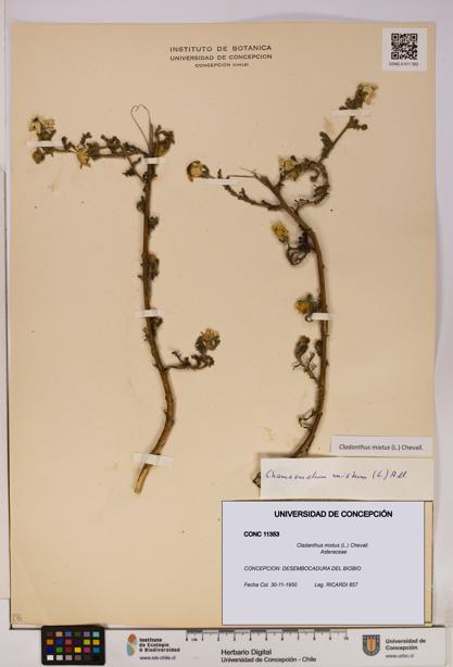 Cladanthus mixtus [Espécimen: UDEC:CONC:0011353]