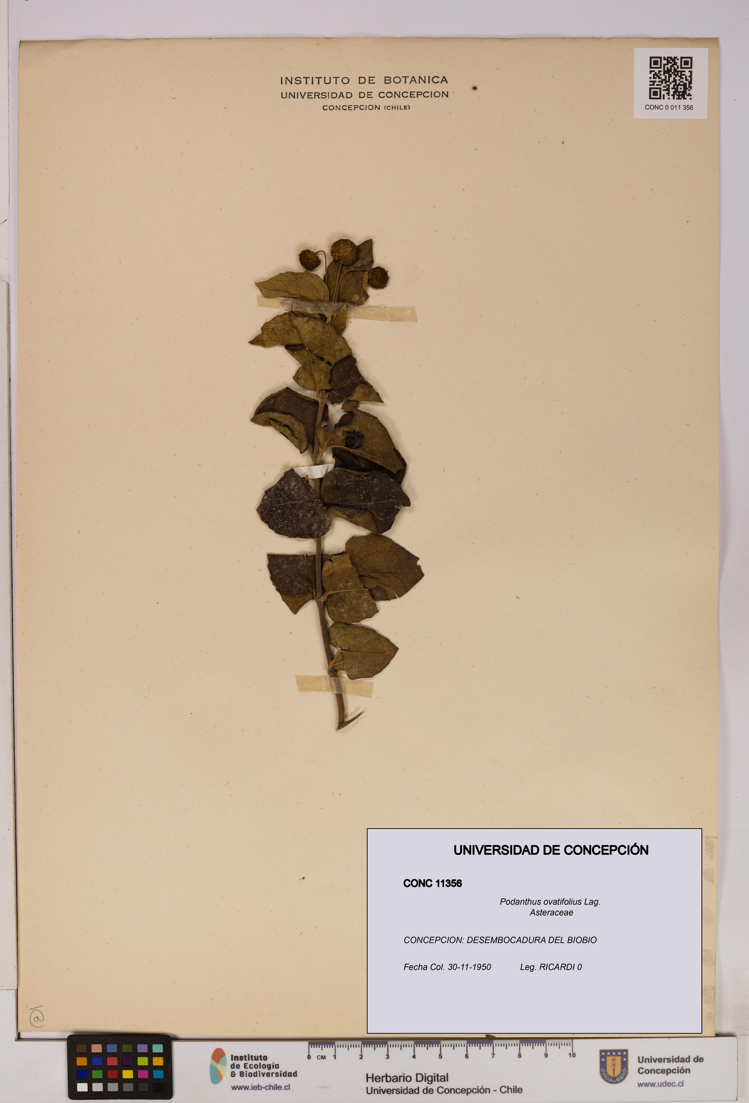 Podanthus ovatifolius [Espécimen: ]