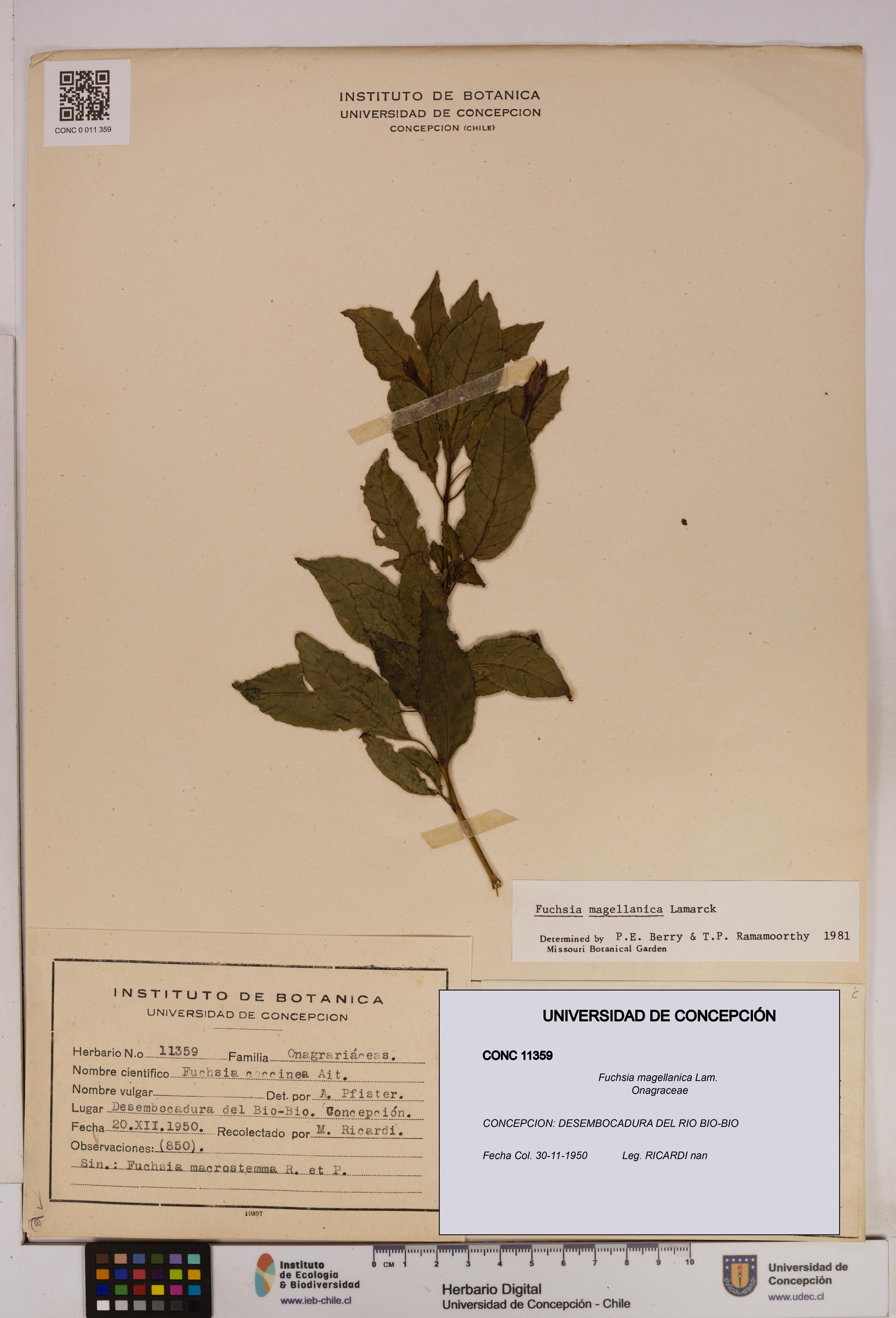 Fuchsia magellanica [Espécimen: UDEC:CONC:0011359]