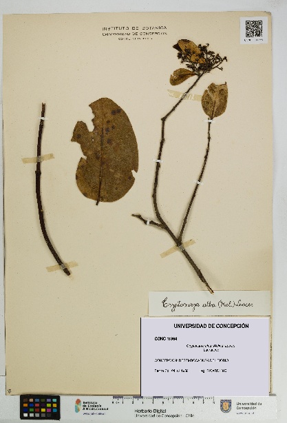 Cryptocarya alba [Espécimen: UDEC:CONC:0011364]