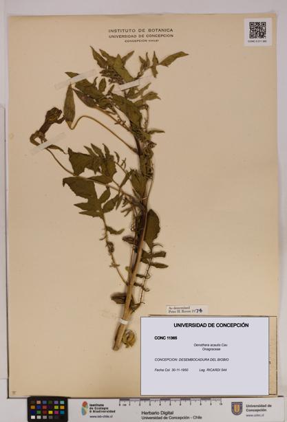 Oenothera acaulis [Espécimen: UDEC:CONC:0011365]