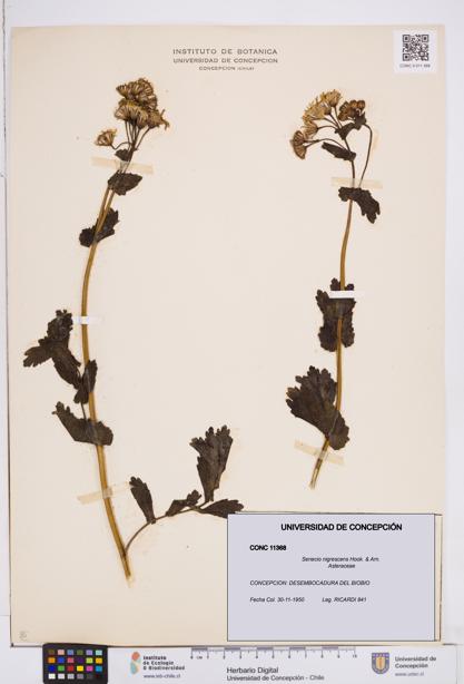 Senecio nigrescens [Espécimen: ]