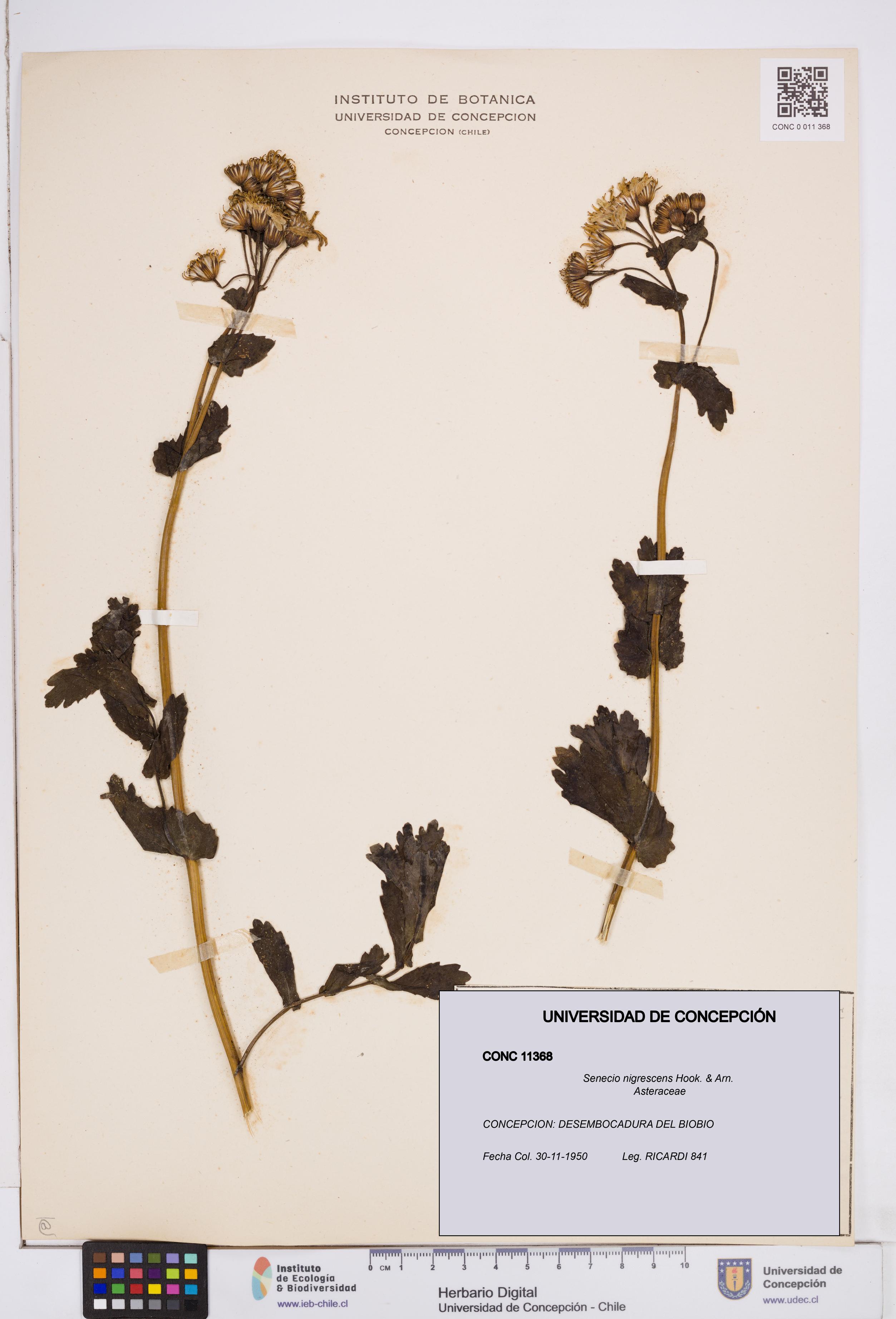 Senecio nigrescens [Espécimen: ]