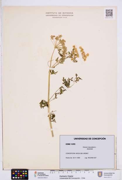 Conium maculatum [Espécimen: ]