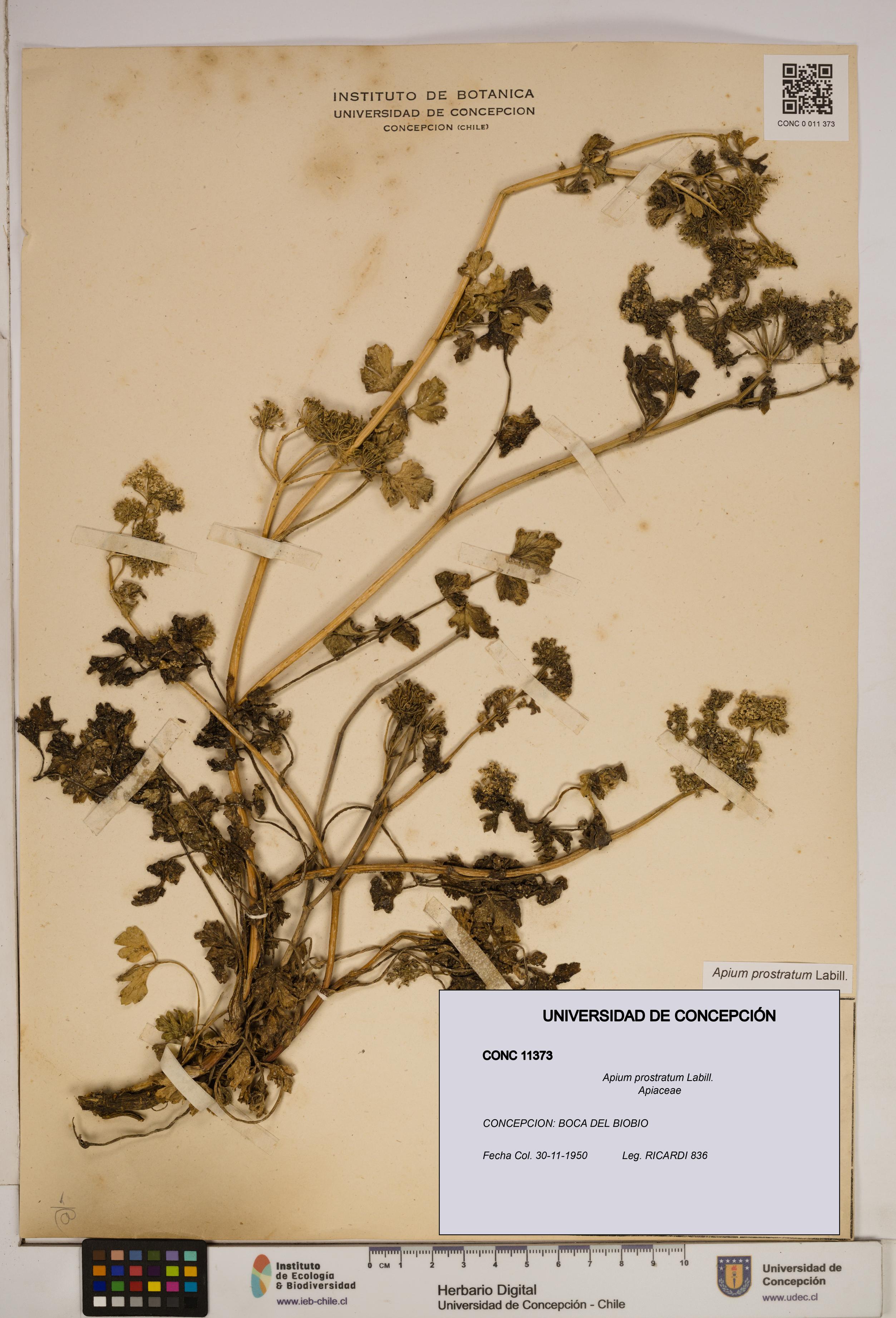 Apium prostratum [Espécimen: ]