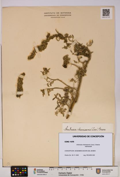 Ambrosia chamissonis [Espécimen: UDEC:CONC:0011375]