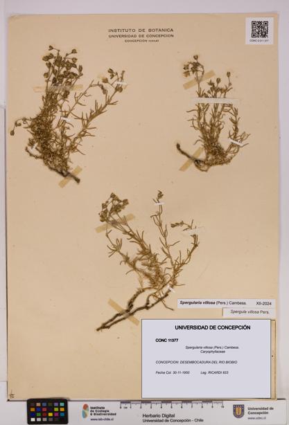 Spergularia villosa [Espécimen: UDEC:CONC:0011377]