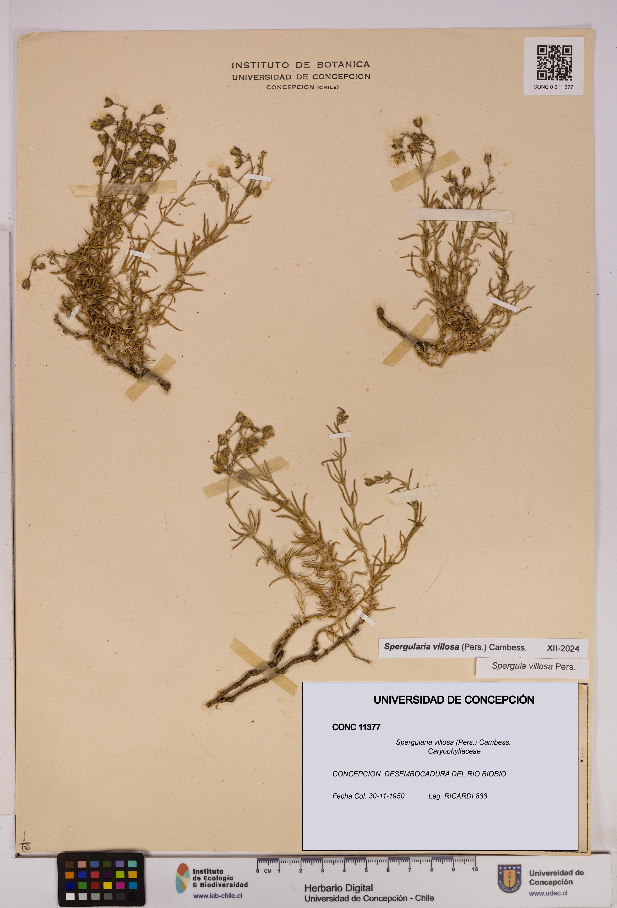 Spergularia villosa [Espécimen: UDEC:CONC:0011377]