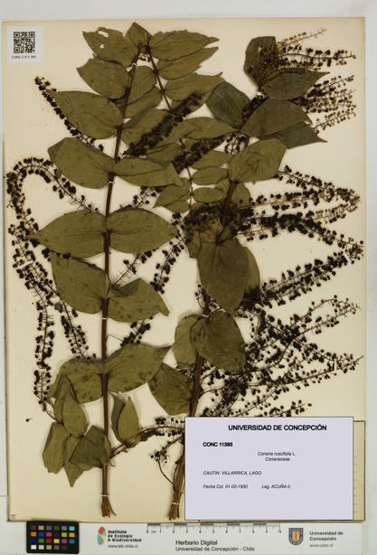 Coriaria ruscifolia [Espécimen: ]