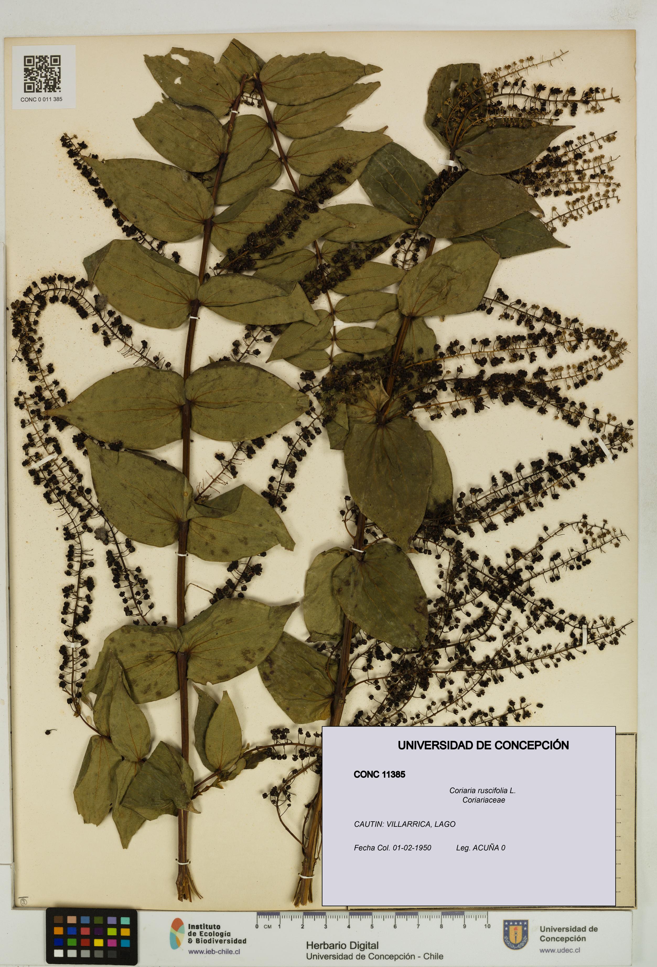 Coriaria ruscifolia [Espécimen: ]