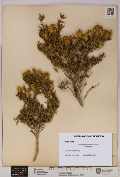 Chuquiraga oppositifolia [Espécimen: UDEC:CONC:0011396]