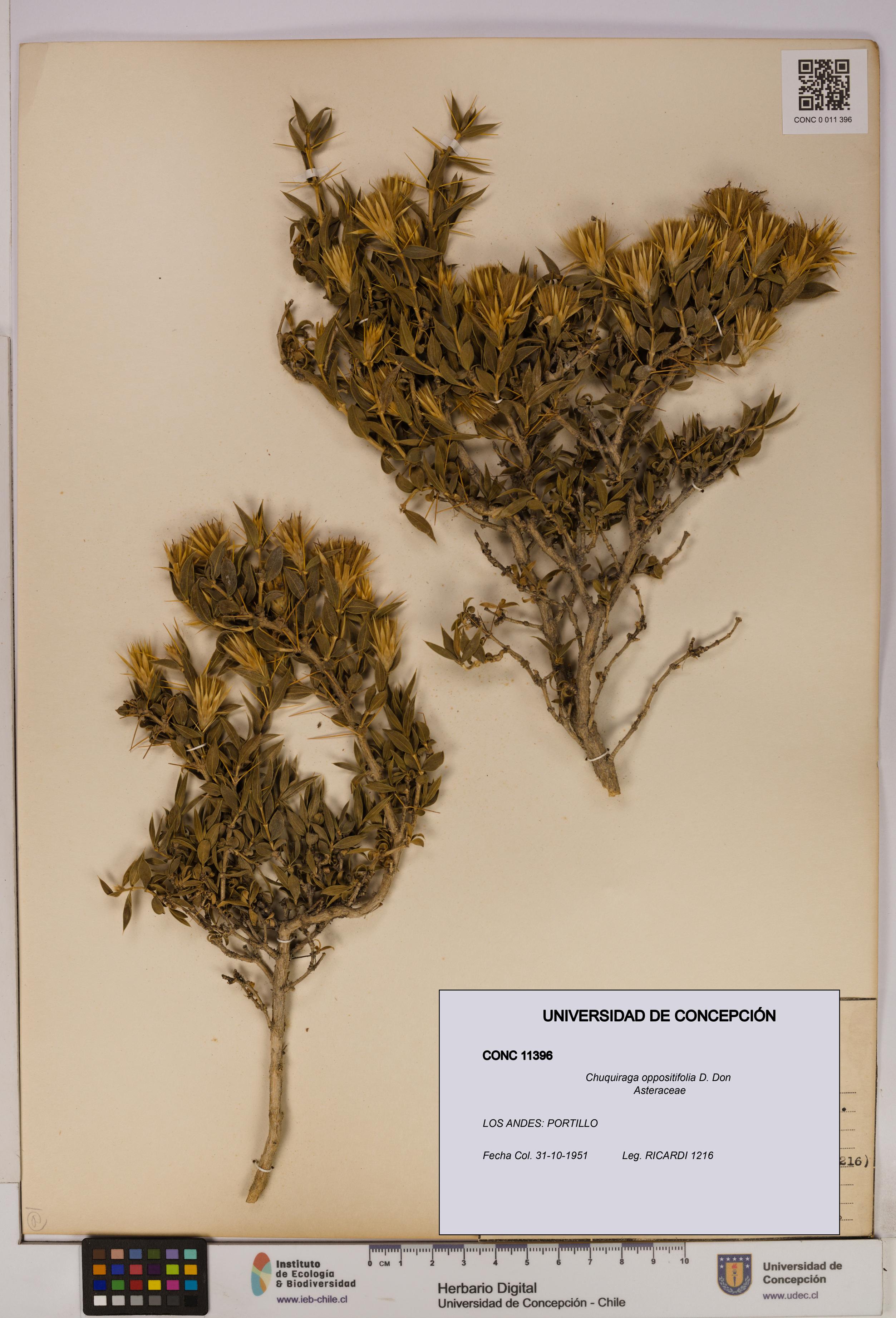 Chuquiraga oppositifolia [Espécimen: UDEC:CONC:0011396]