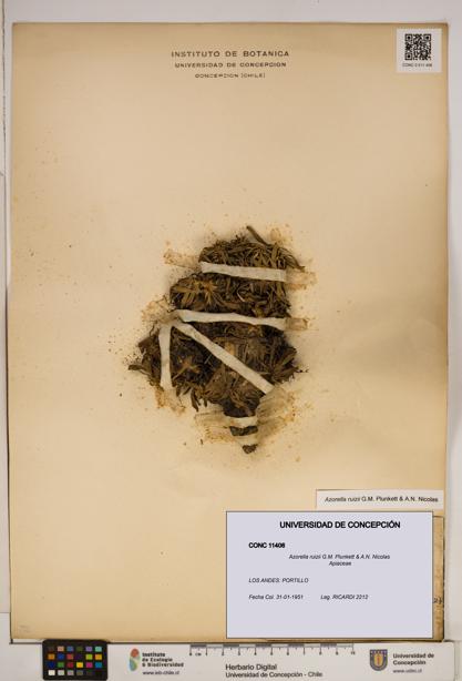 Azorella ruizii [Espécimen: ]