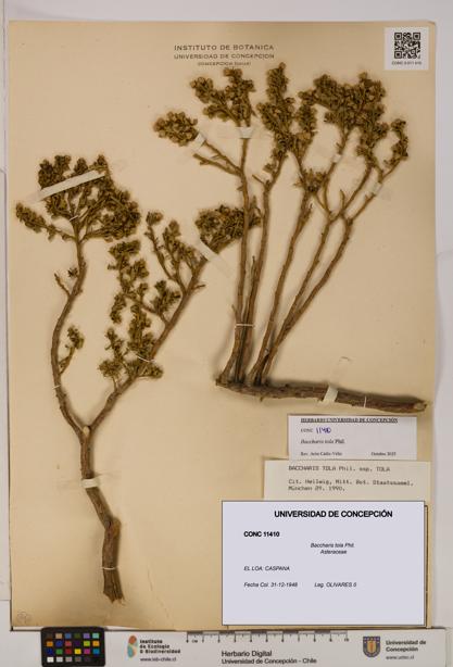 Baccharis tola [Espécimen: UDEC:CONC:0011410]