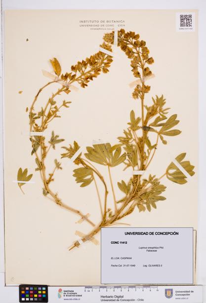 Lupinus oreophilus [Espécimen: ]