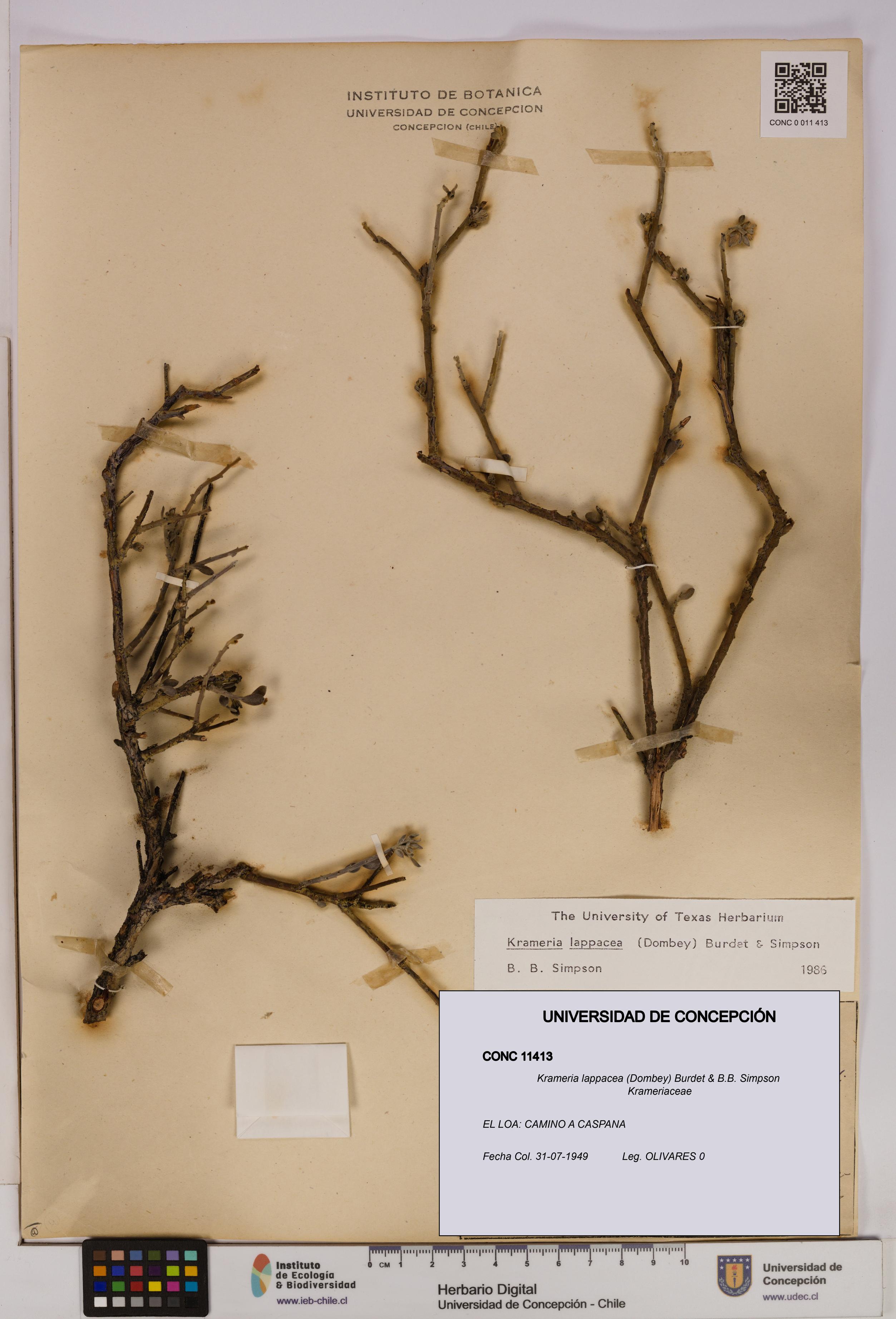 Krameria lappacea [Espécimen: UDEC:CONC:0011413]