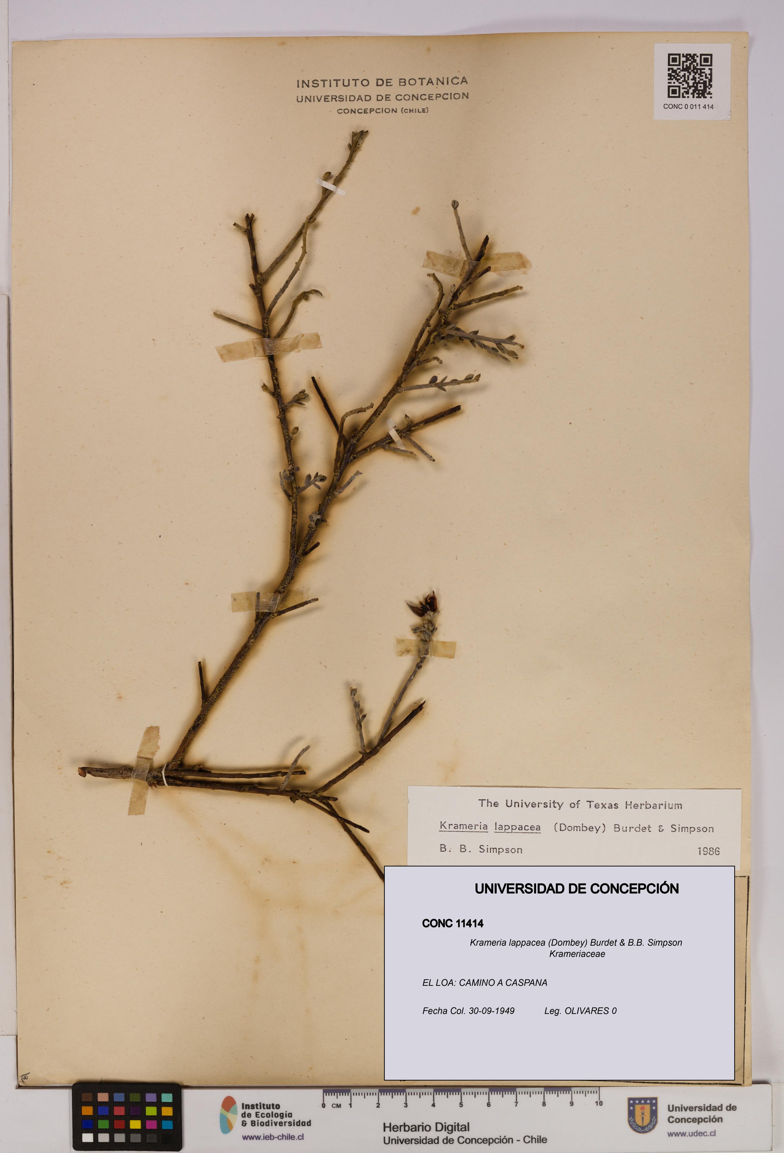 Krameria lappacea [Espécimen: UDEC:CONC:0011414]