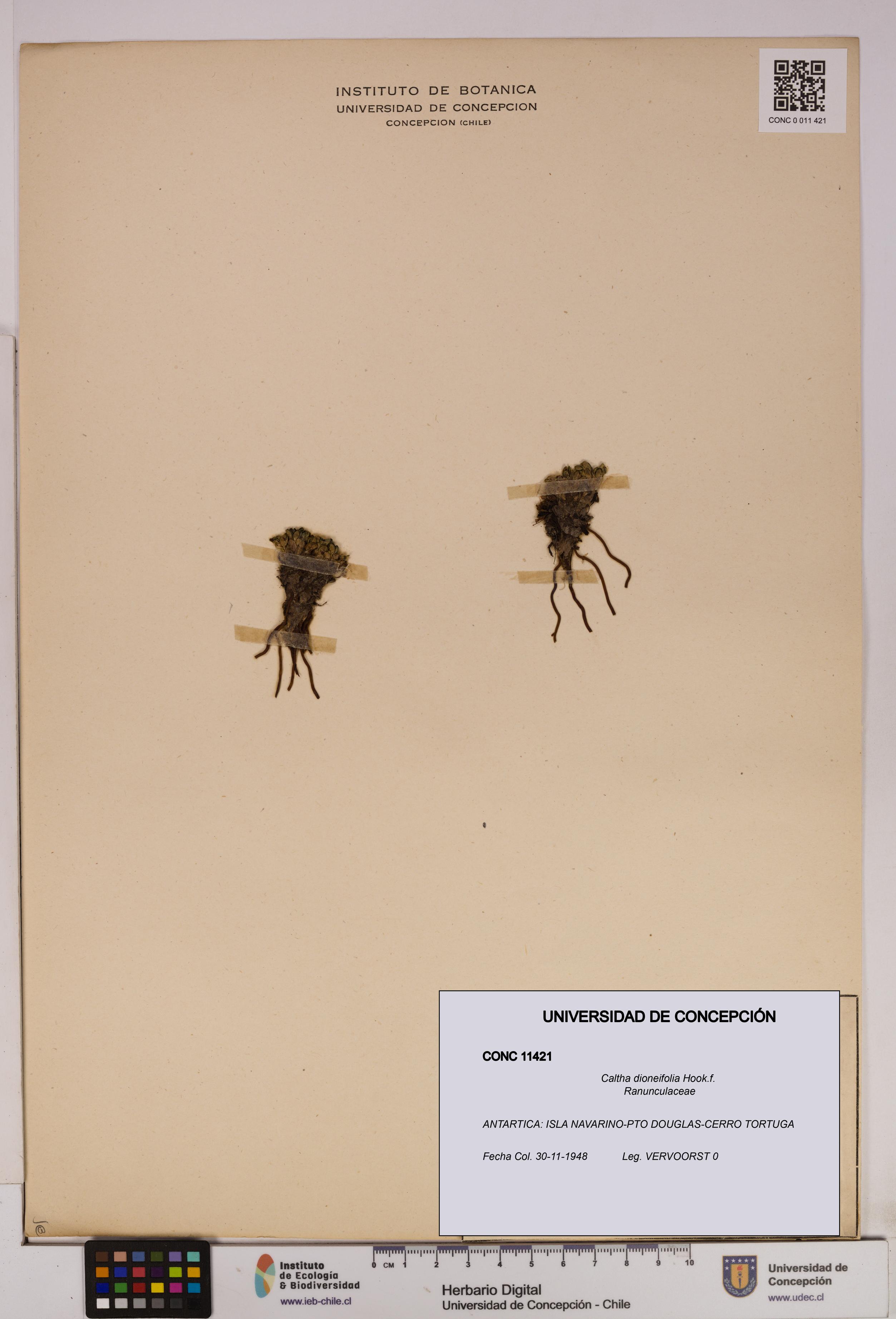 Caltha dioneifolia [Espécimen: UDEC:CONC:0011421]