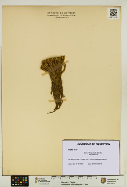 Gaimardia australis [Espécimen: UDEC:CONC:0011431]