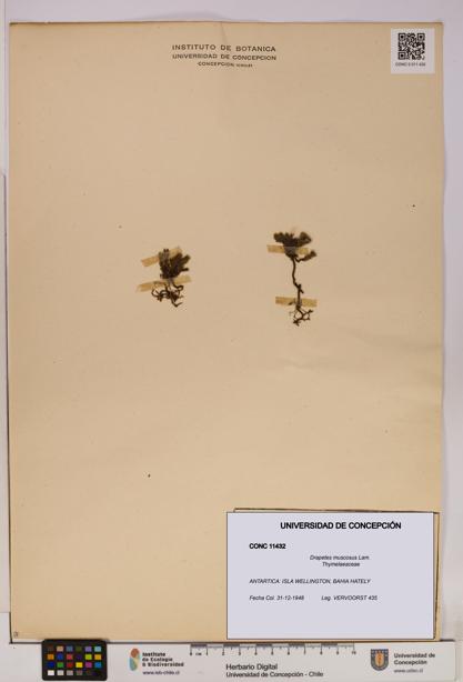 Drapetes muscosus [Espécimen: UDEC:CONC:0011432]