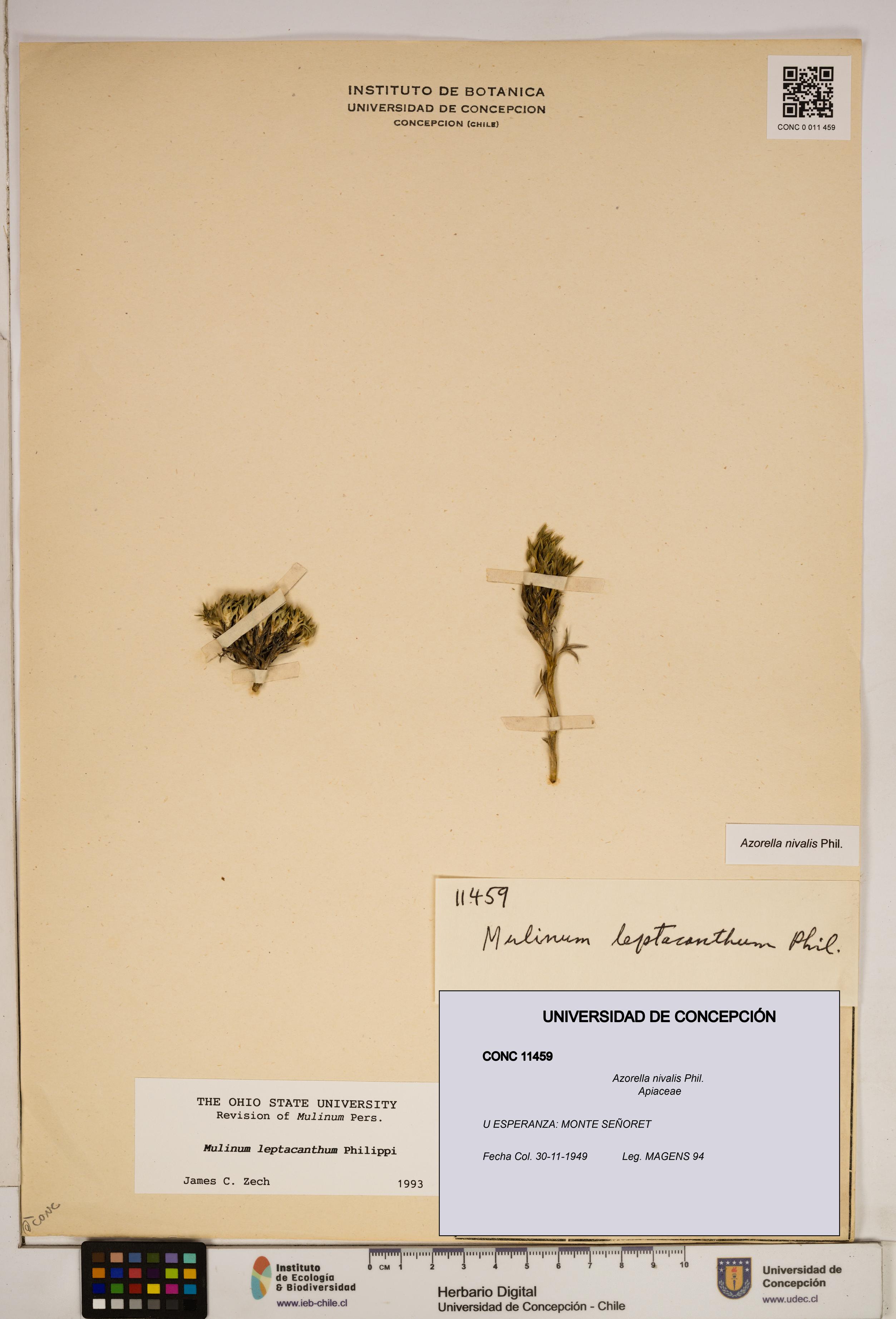 Azorella nivalis [Espécimen: ]