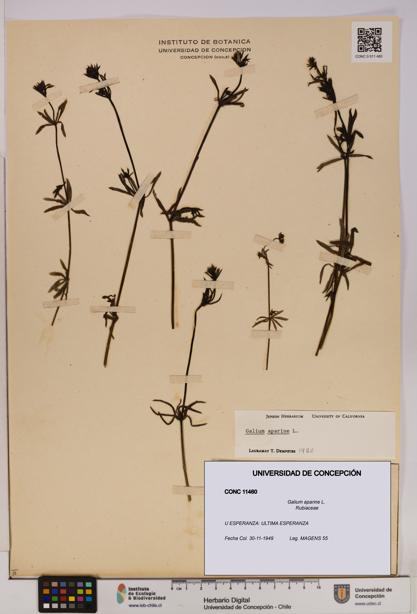 Galium aparine [Espécimen: UDEC:CONC:0011460]