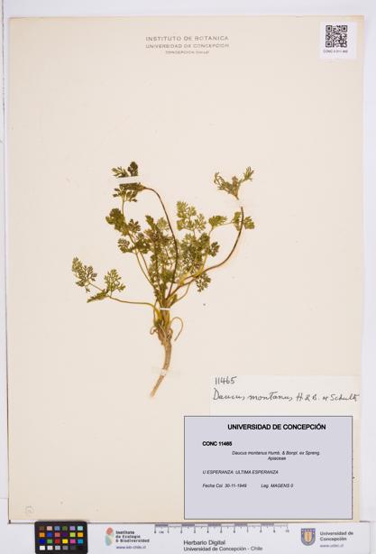 Daucus montanus [Espécimen: ]