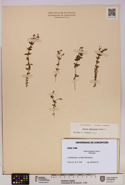 Galium fuegianum [Espécimen: UDEC:CONC:0011469]
