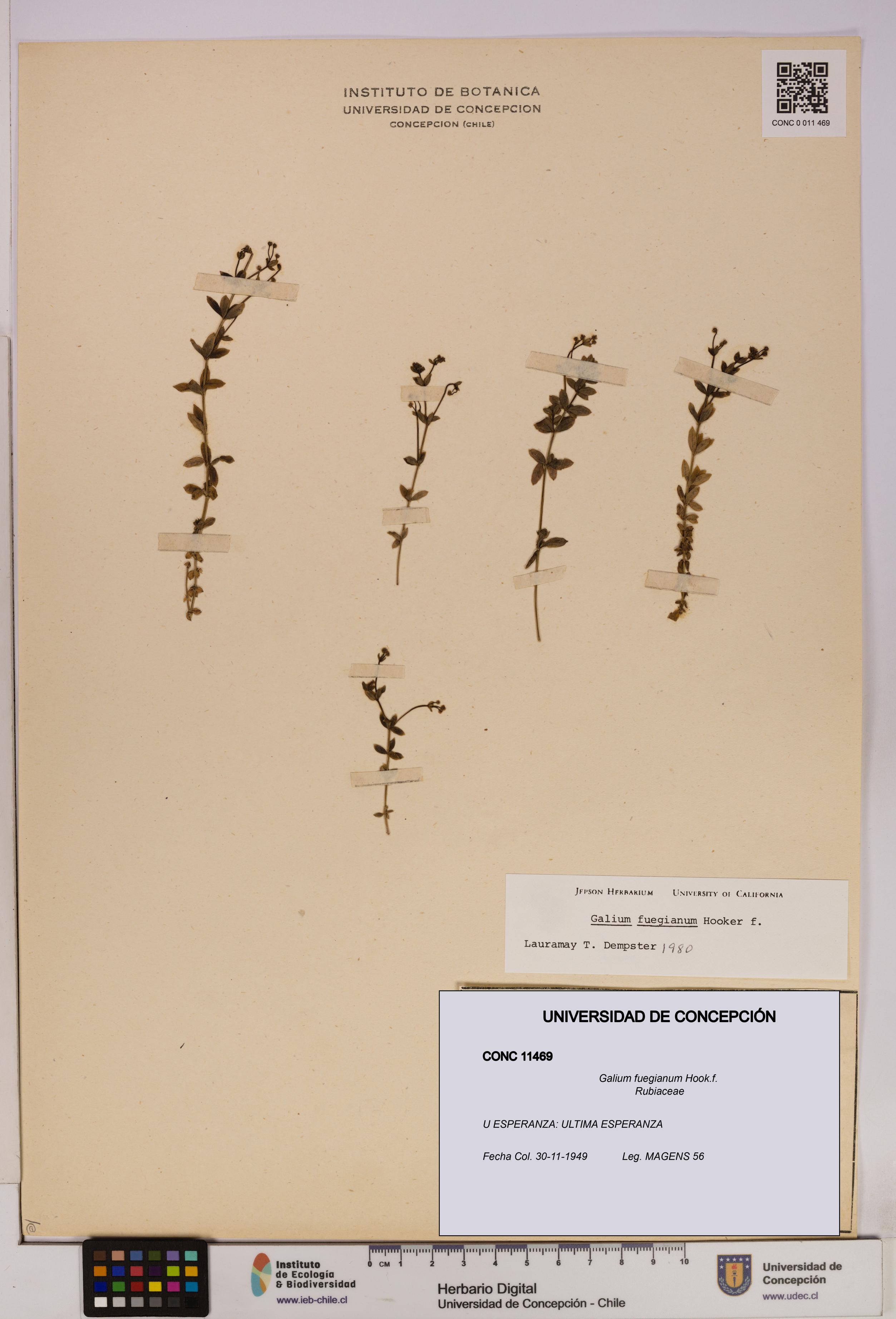 Galium fuegianum [Espécimen: UDEC:CONC:0011469]
