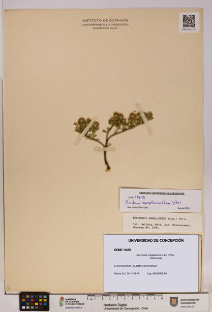 Baccharis magellanica [Espécimen: UDEC:CONC:0011472]
