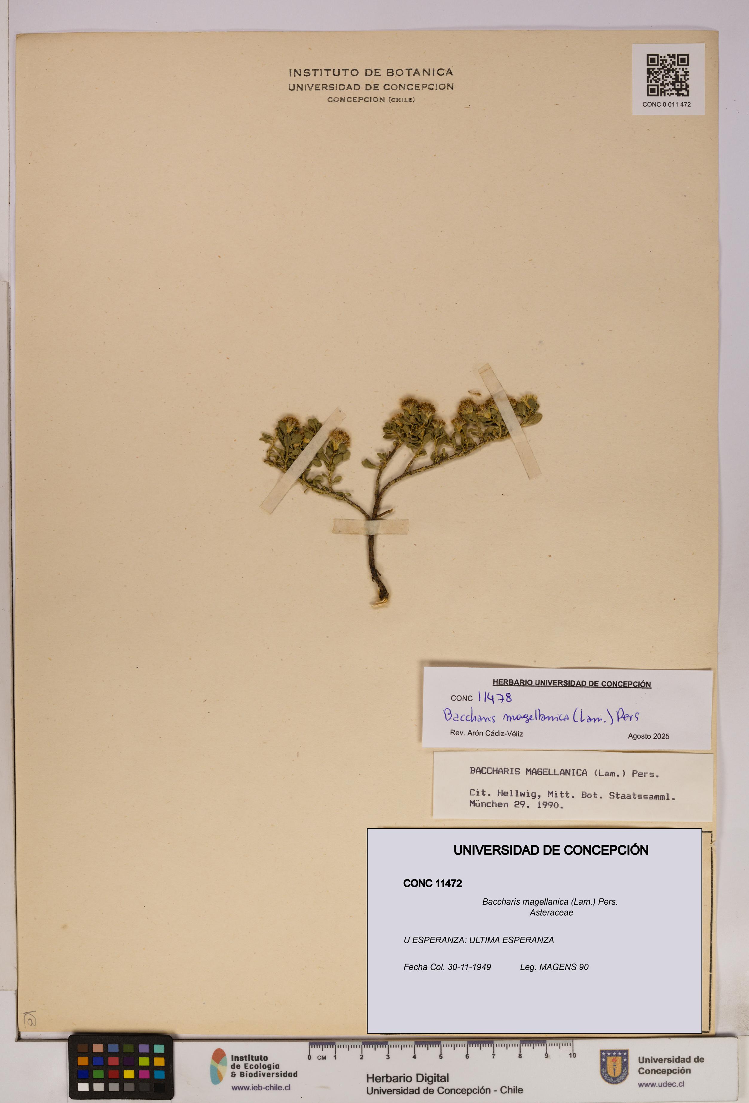 Baccharis magellanica [Espécimen: UDEC:CONC:0011472]