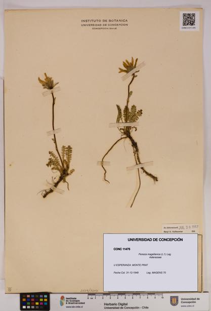 Perezia magellanica [Espécimen: UDEC:CONC:0011475]