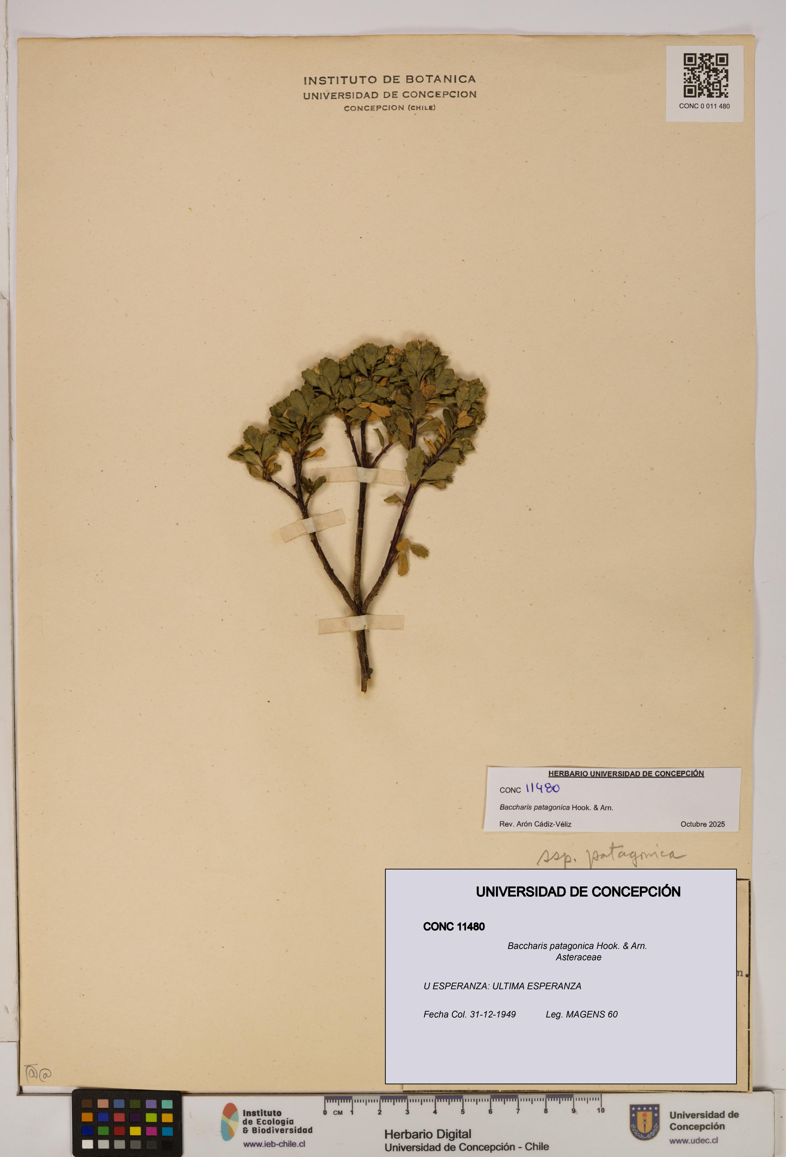 Baccharis patagonica [Espécimen: UDEC:CONC:0011480]