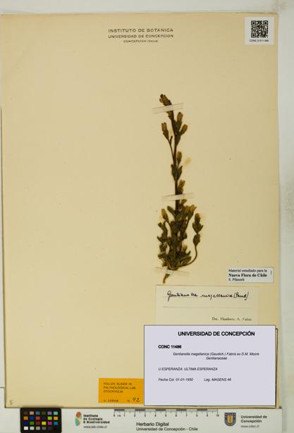 Gentianella magellanica [Espécimen: UDEC:CONC:0011486]