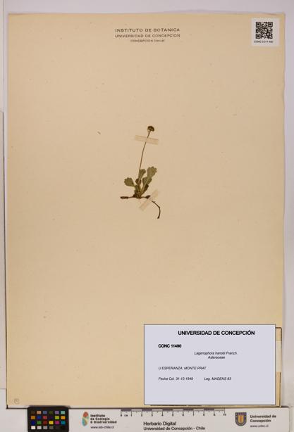 Lagenophora hariotii [Espécimen: ]