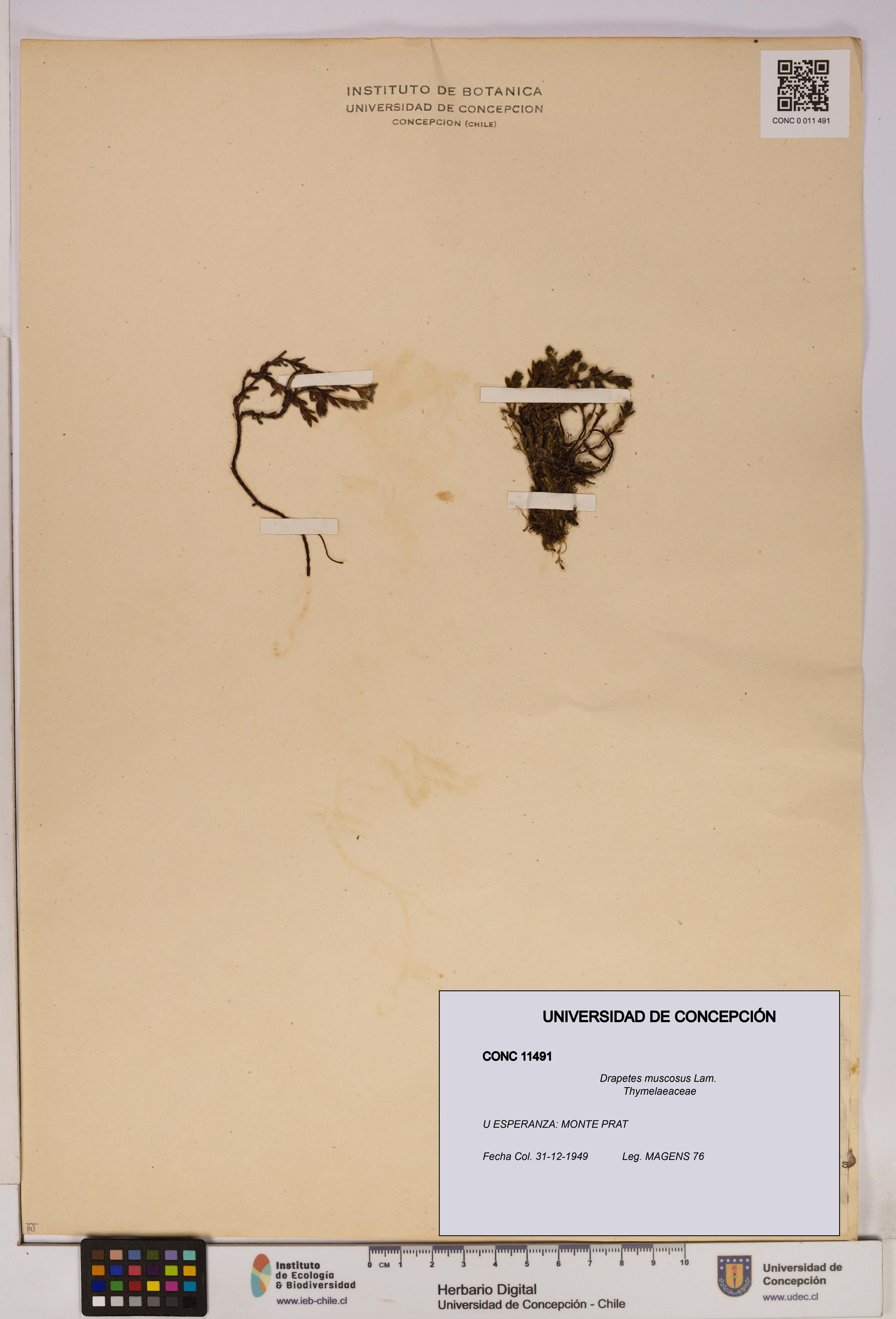 Drapetes muscosus [Espécimen: UDEC:CONC:0011491]