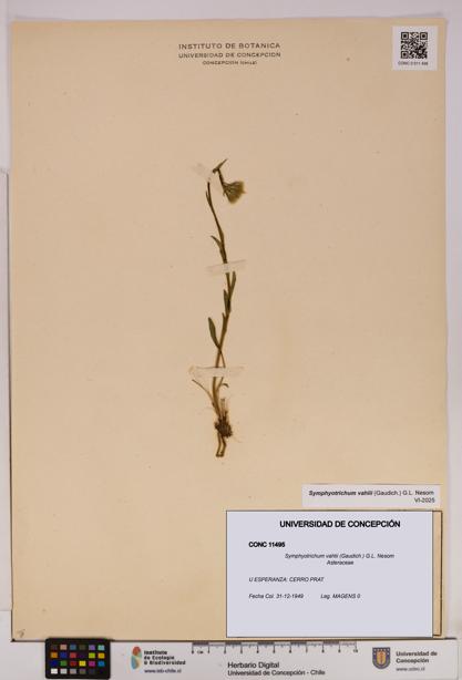 Symphyotrichum vahlii [Espécimen: UDEC:CONC:0011495]