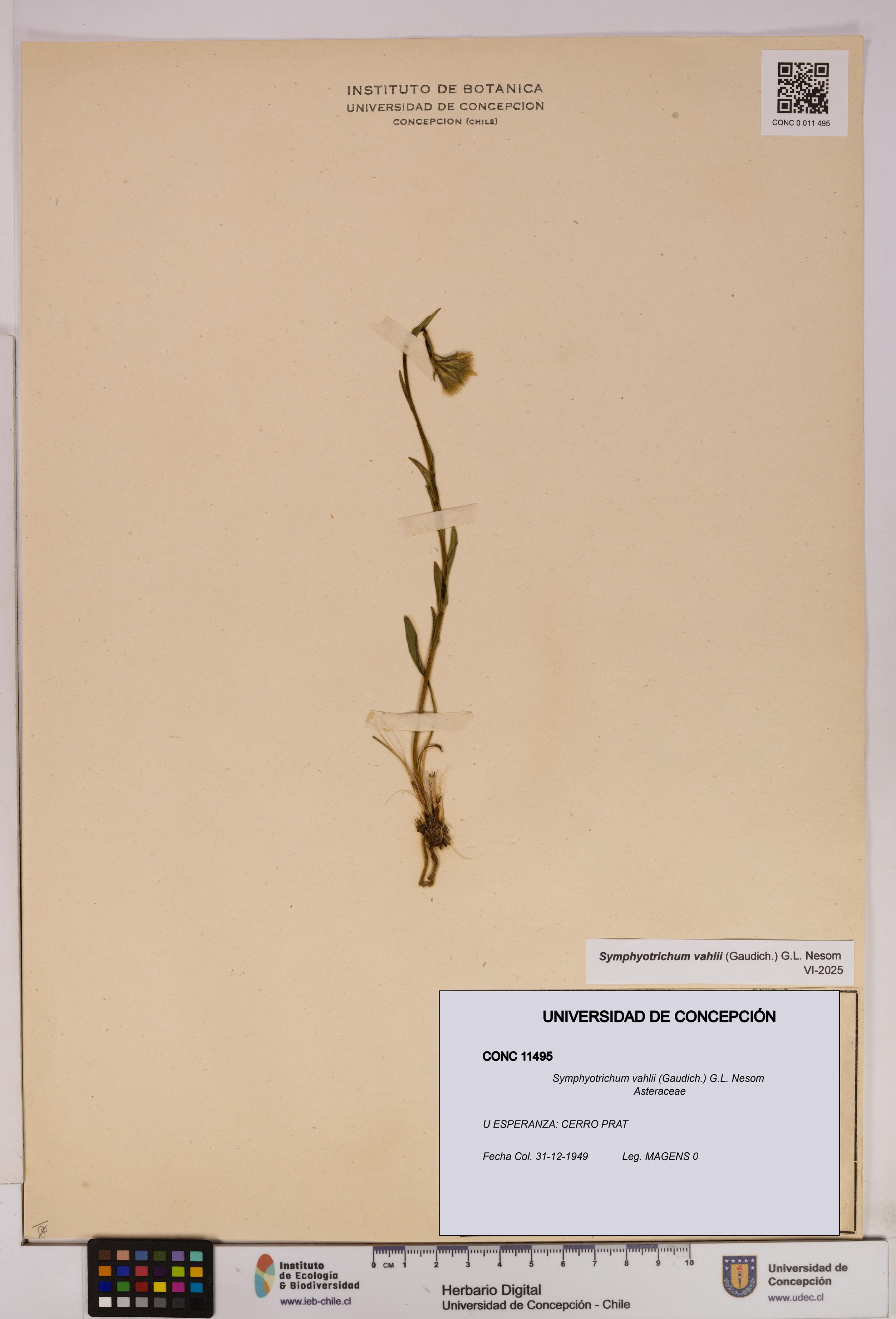 Symphyotrichum vahlii [Espécimen: UDEC:CONC:0011495]