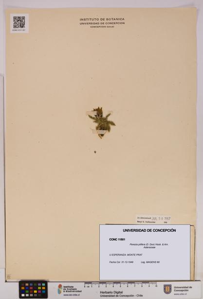 Perezia pilifera [Espécimen: UDEC:CONC:0011501]