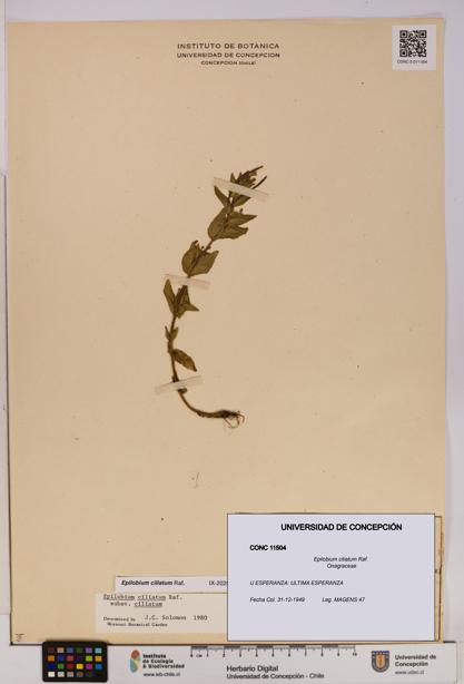 Epilobium ciliatum [Espécimen: UDEC:CONC:0011504]