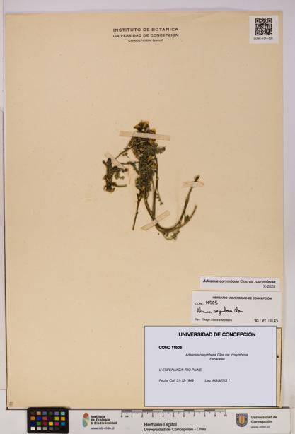 Adesmia corymbosa var. corymbosa [Espécimen: UDEC:CONC:0011505]