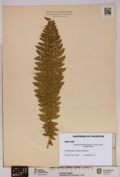 Polystichum plicatum [Espécimen: UDEC:CONC:0011508]