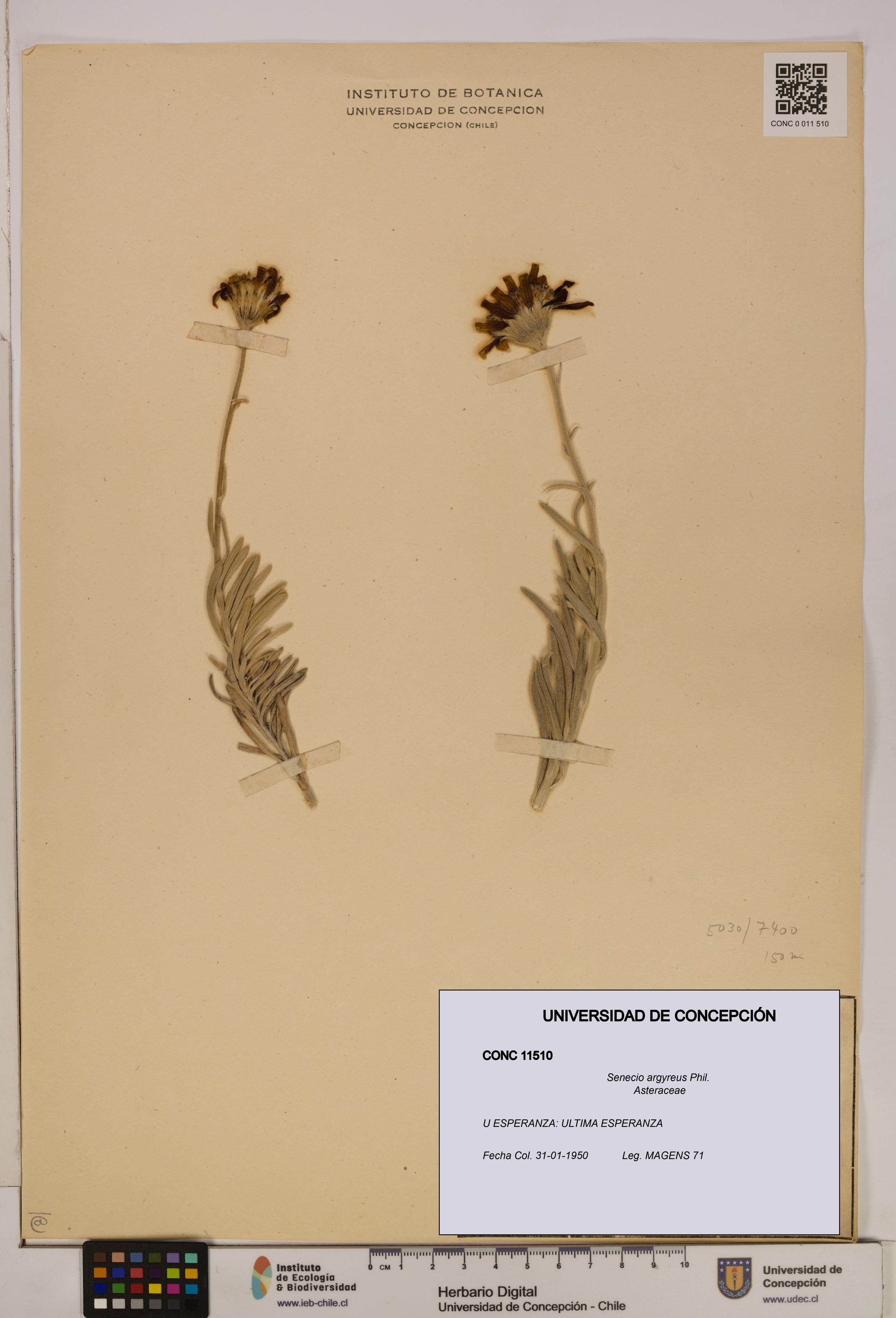 Senecio argyreus [Espécimen: UDEC:CONC:0011510]