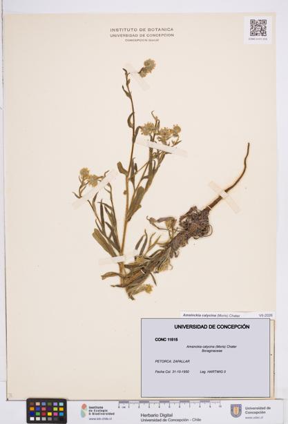 Amsinckia calycina [Espécimen: ]
