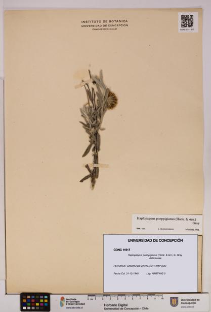 Haplopappus poeppigianus [Espécimen: UDEC:CONC:0011517]