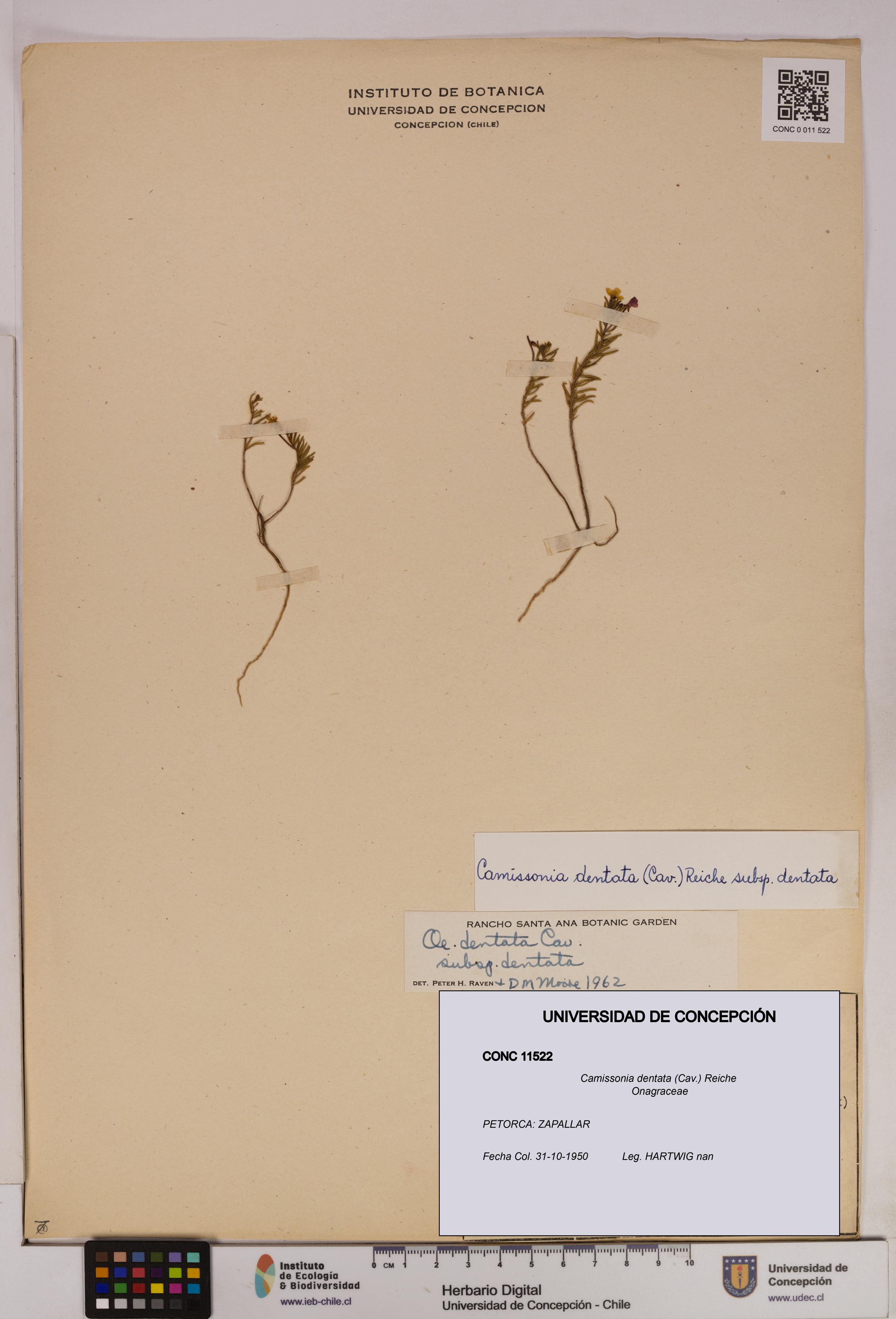 Camissonia dentata [Espécimen: UDEC:CONC:0011522]