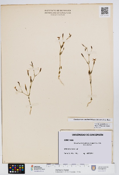 Centaurium cachanlahuen [Espécimen: UDEC:CONC:0011525]