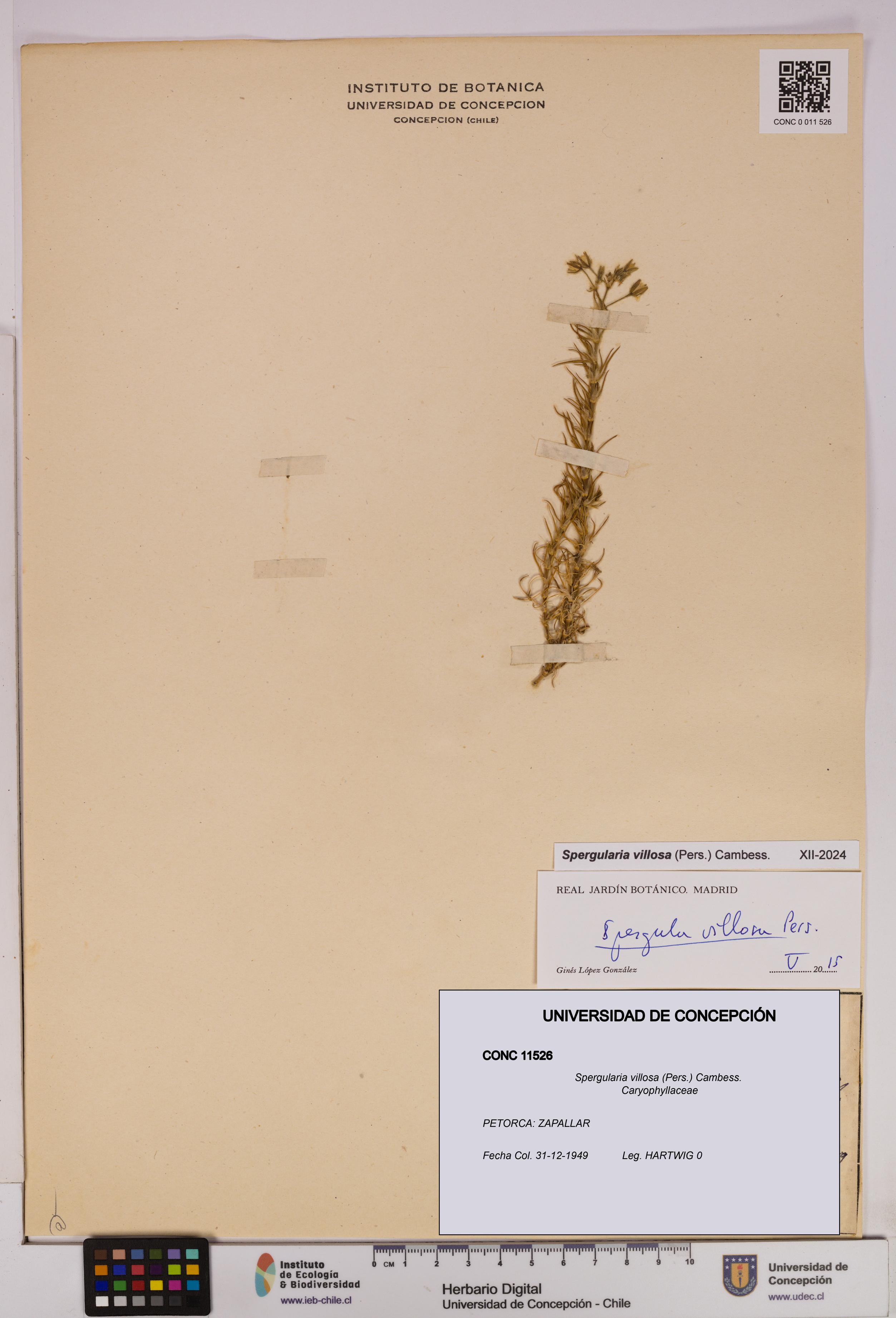 Spergularia villosa [Espécimen: UDEC:CONC:0011526]