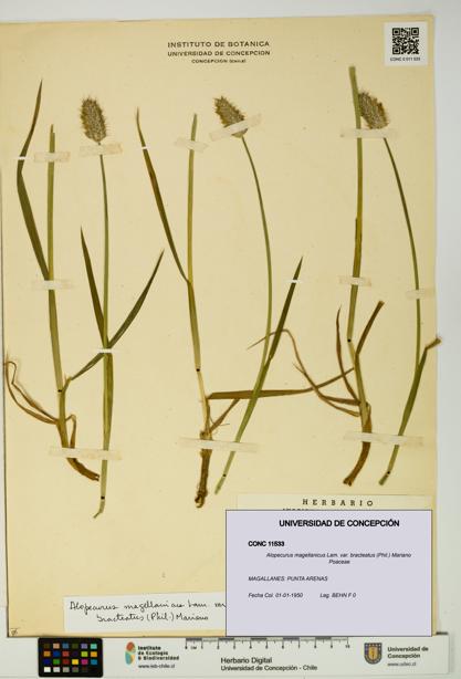 Alopecurus magellanicus var. bracteatus [Espécimen: UDEC:CONC:0011533]